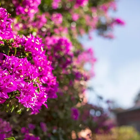 Le Maschere Bed & Breakfast Santa Teresa Gallura