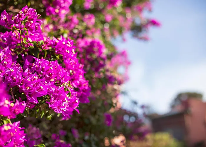 Le Maschere ベッド・アンド・ブレックファスト サンタ・テレーザ・ガッルーラ